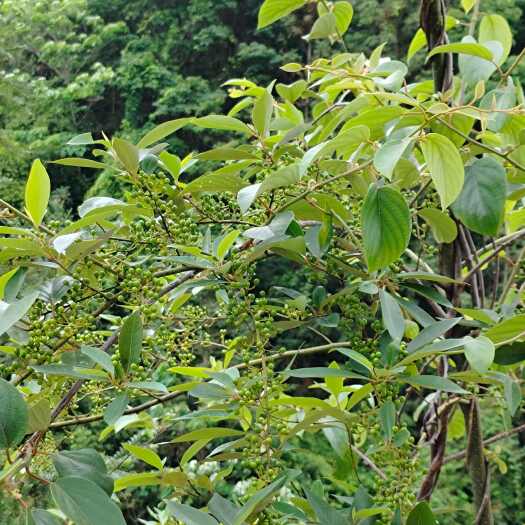 南雄市出售木姜子山胡椒，鲜活干品都有，接受预订，价格电议