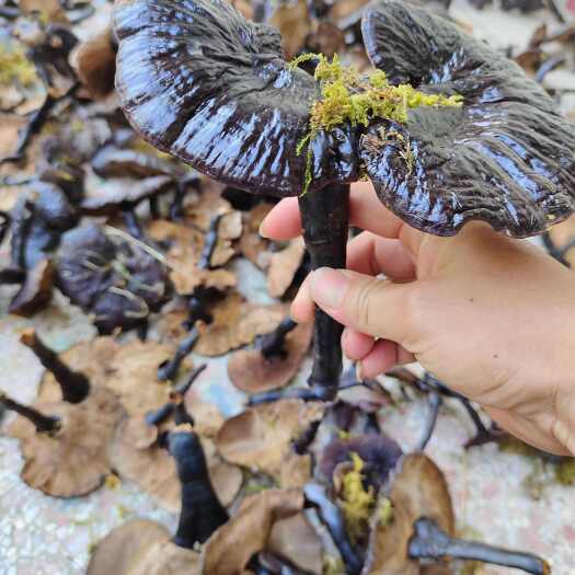 寻乌县长腿灵芝 高山灵芝 不苦黑灵芝 黑底薄边灵芝 批发零售