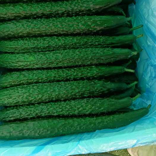 安顺贵州蜜刺青瓜上市了，干花带刺，5～9两一个