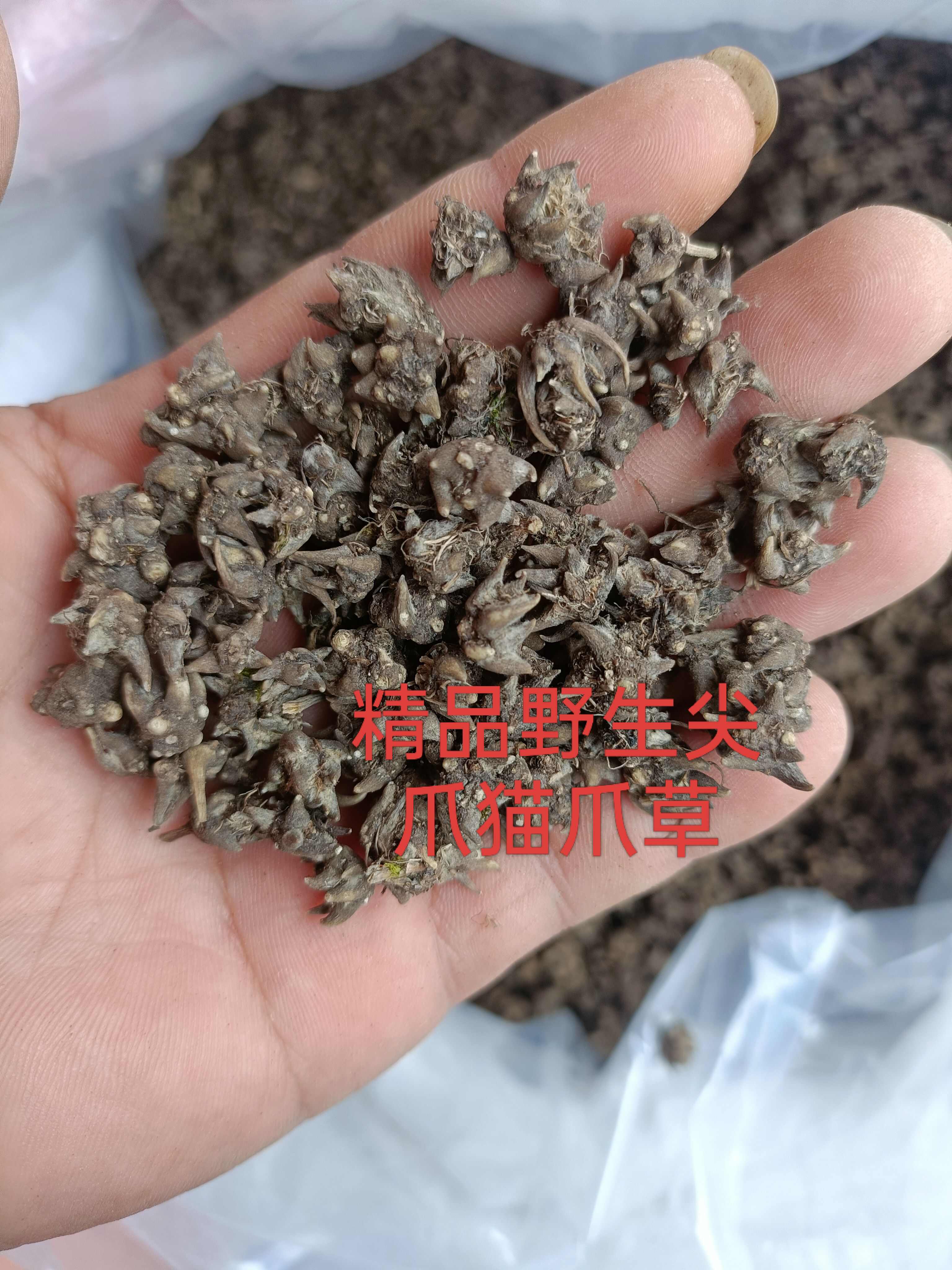 猫爪草  精品尖爪，大山自然生长