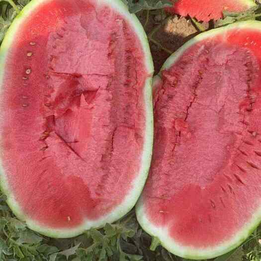 宁夏石头瓜（硒砂瓜）沙而不绵 脆而不硬 甜而不腻