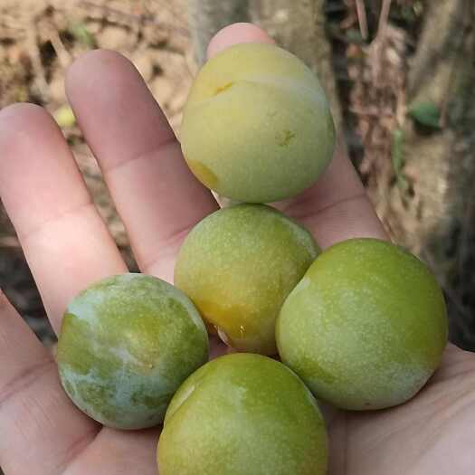 枣阳市蜂糖李子，农家自己种，不打农药，蜂蜜一样甜！