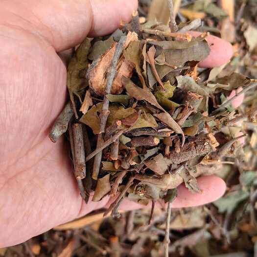 玉林中药材杨桃树寄生