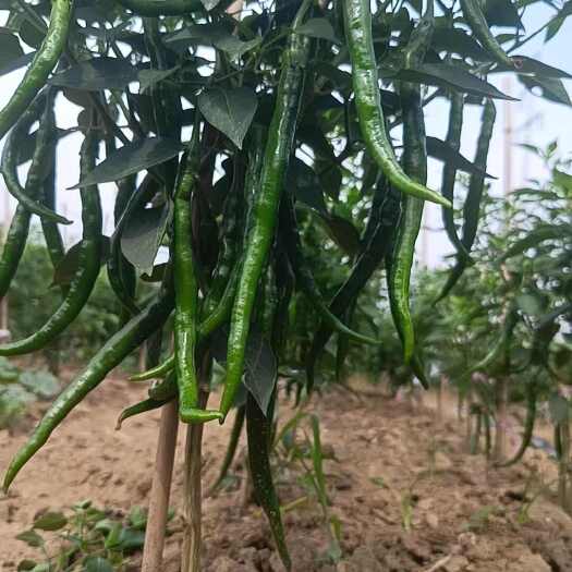 周口湘研117辣椒 线椒批发零售
