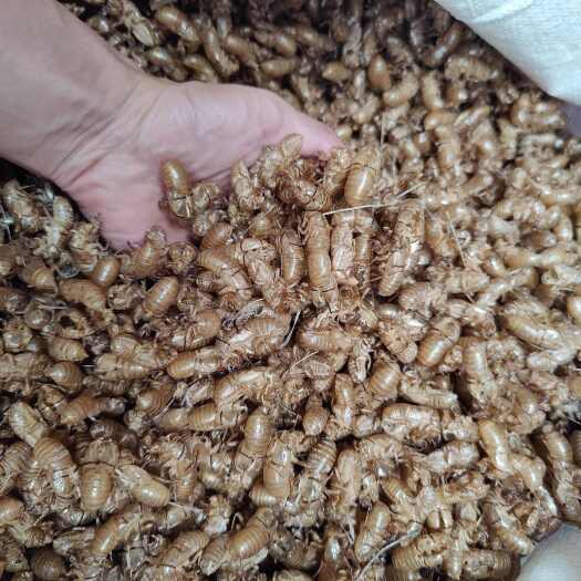 临汾蝉蜕中药材 山西临汾产地直供