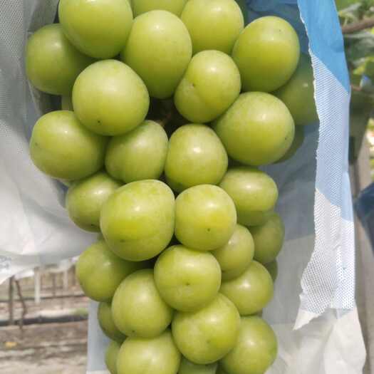 阳光玫瑰葡萄