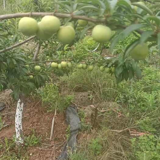 江油市两个品种，一个密酥李，口感与蜂糖李相同，是从四川省农科院引的
