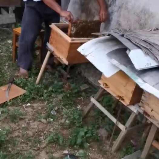深圳自己家老人做养的蜜蜂 蜂蜜