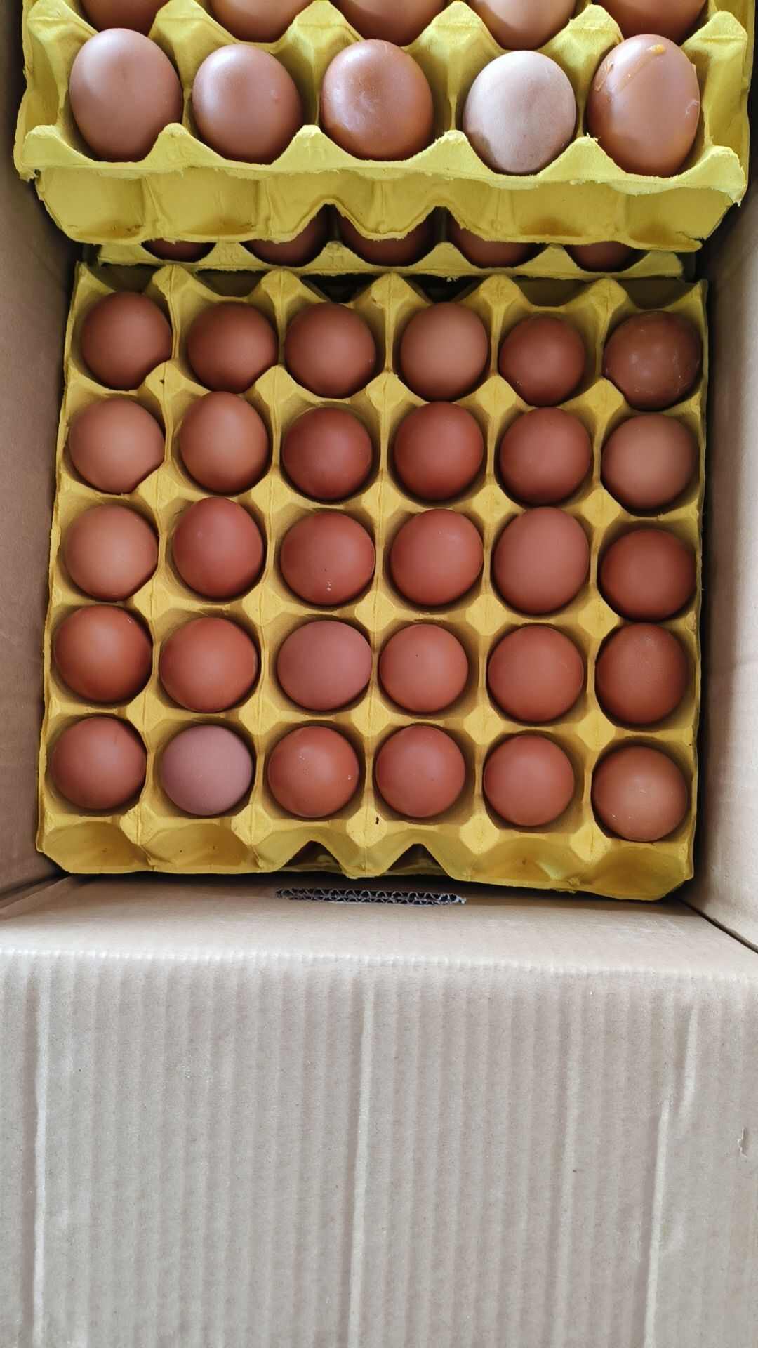 中小码红壳蛋，中小码粉壳蛋！