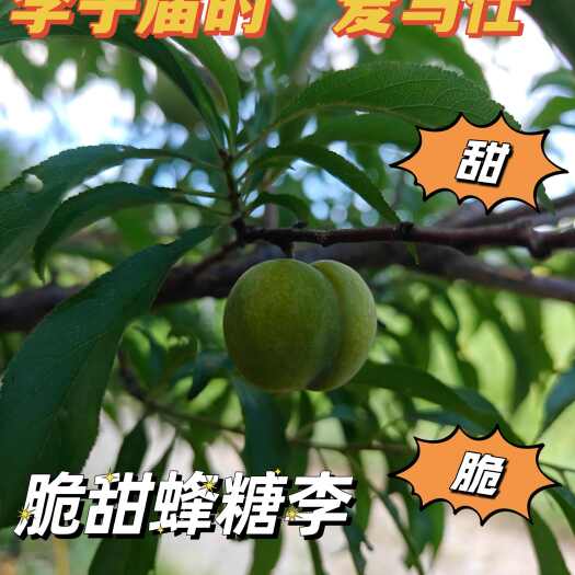 宁海县脆甜蜂糖李，自家种植，不发差果以次充好，精品大果，包装发出
