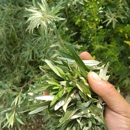 兴县沙棘新叶