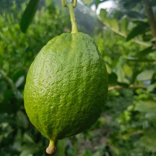 紫金县广东河源紫金香水柠檬  柠檬种植基地直供