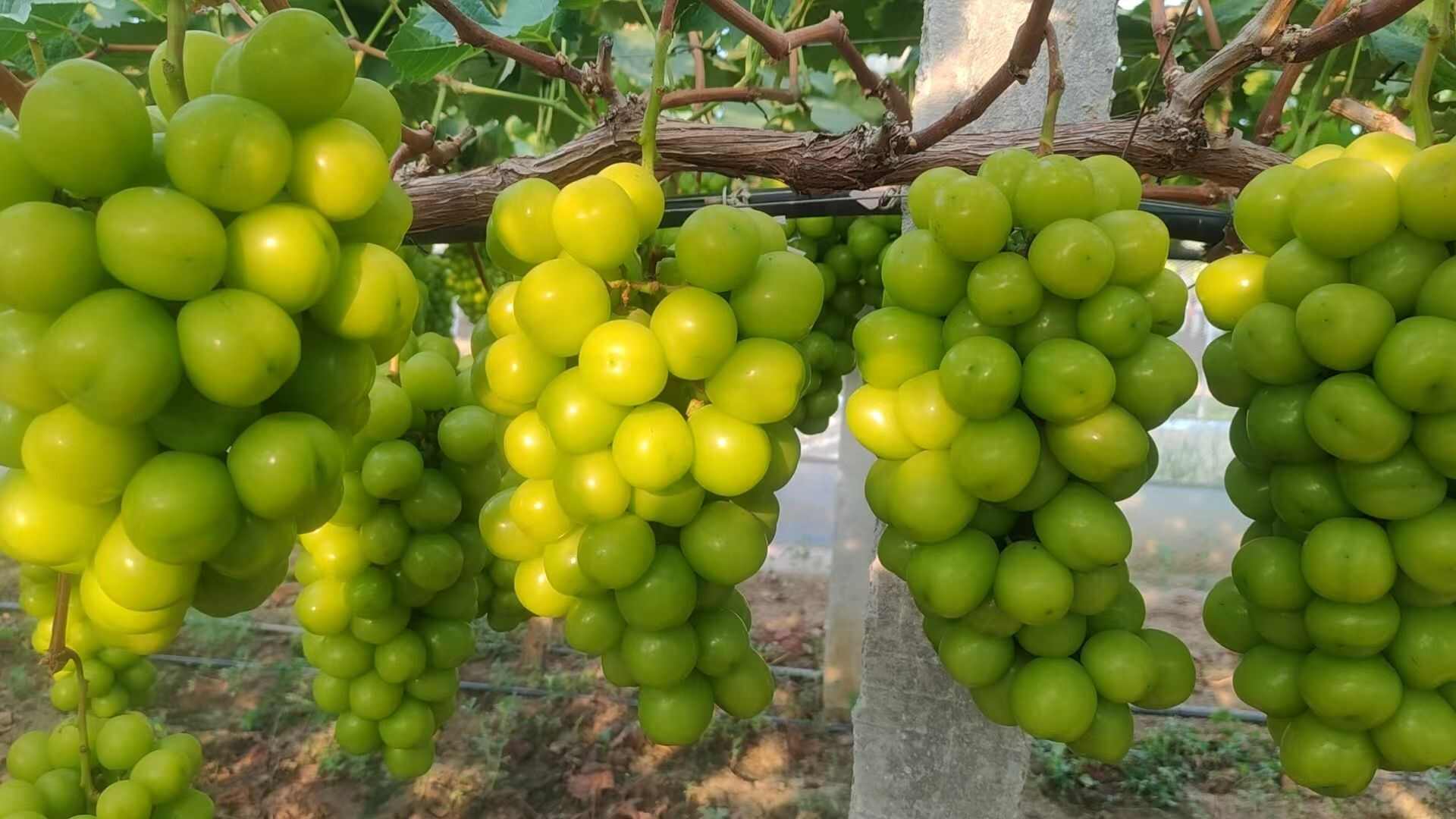 湖南阳光玫瑰大量上市口感甘甜香味浓郁