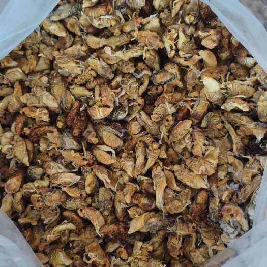 庐江县白蝉