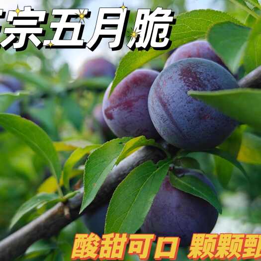 宁海县五月脆，颗颗饱满，酸甜可口，自家果园种植，品质有保障
