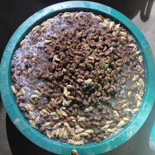 南召县河南南阳南召县鲜活金蝉批发