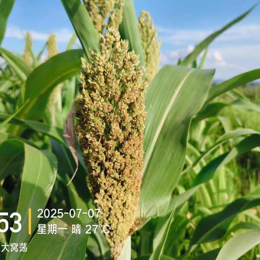 惠水县红高粱