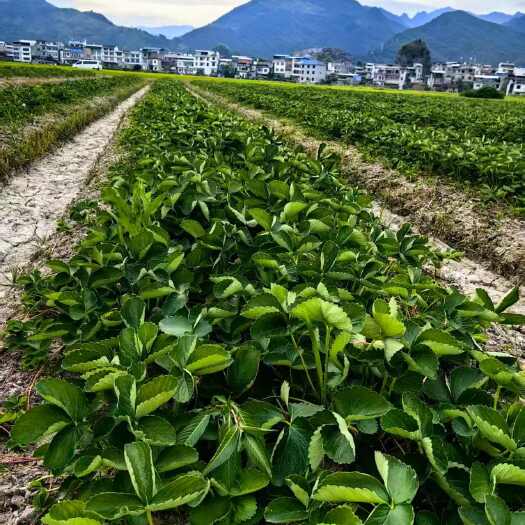 兴安县脱毒草莓苗有法兰地，宁玉等品种量多优惠现货现发欢迎提前预定