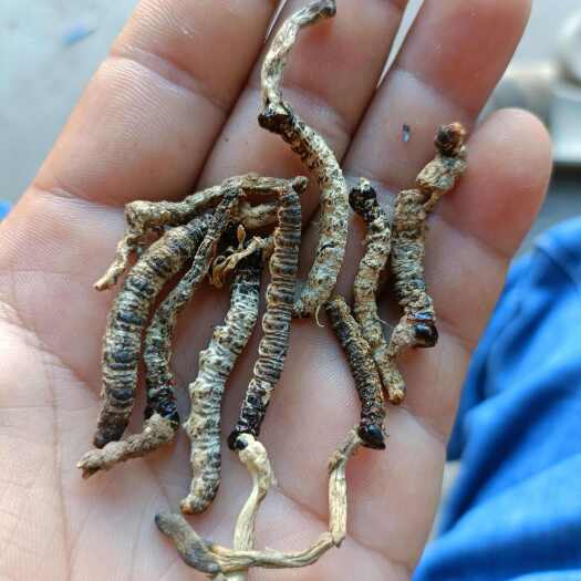 商城县虫草，冬虫夏草