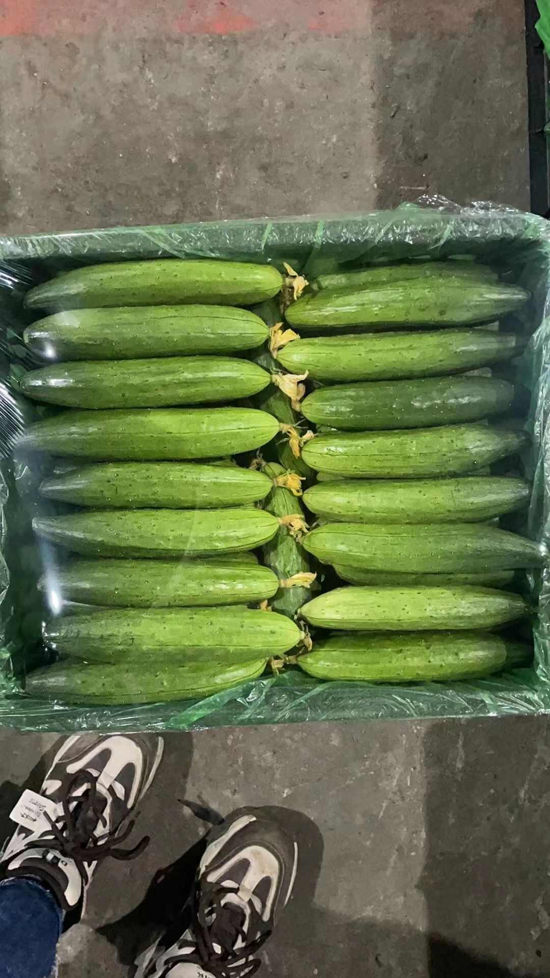 旱黄瓜