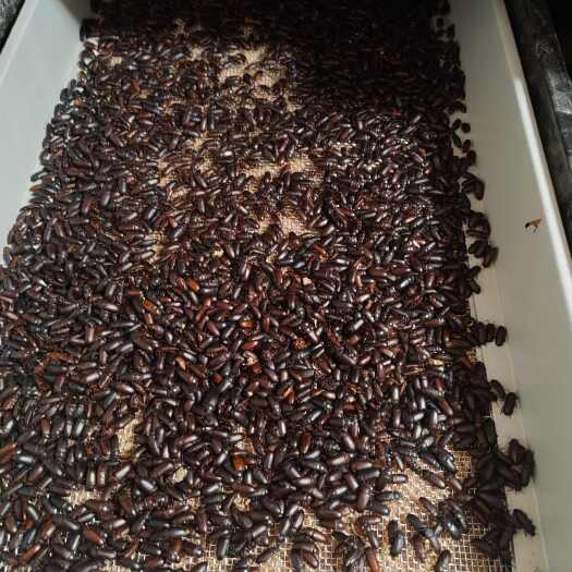 黄粉虫各种规格现货供应 西安周边送货上门