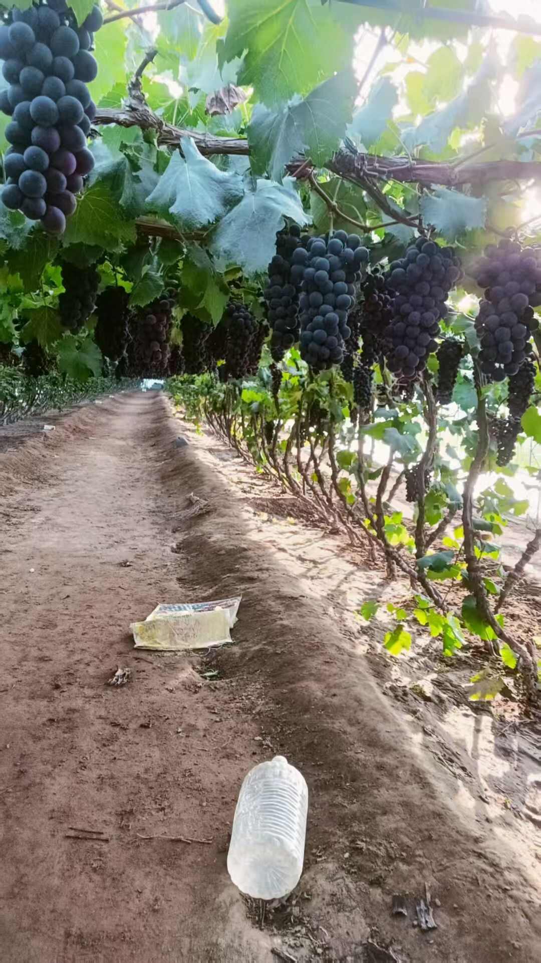 巨峰葡萄，香甜可口