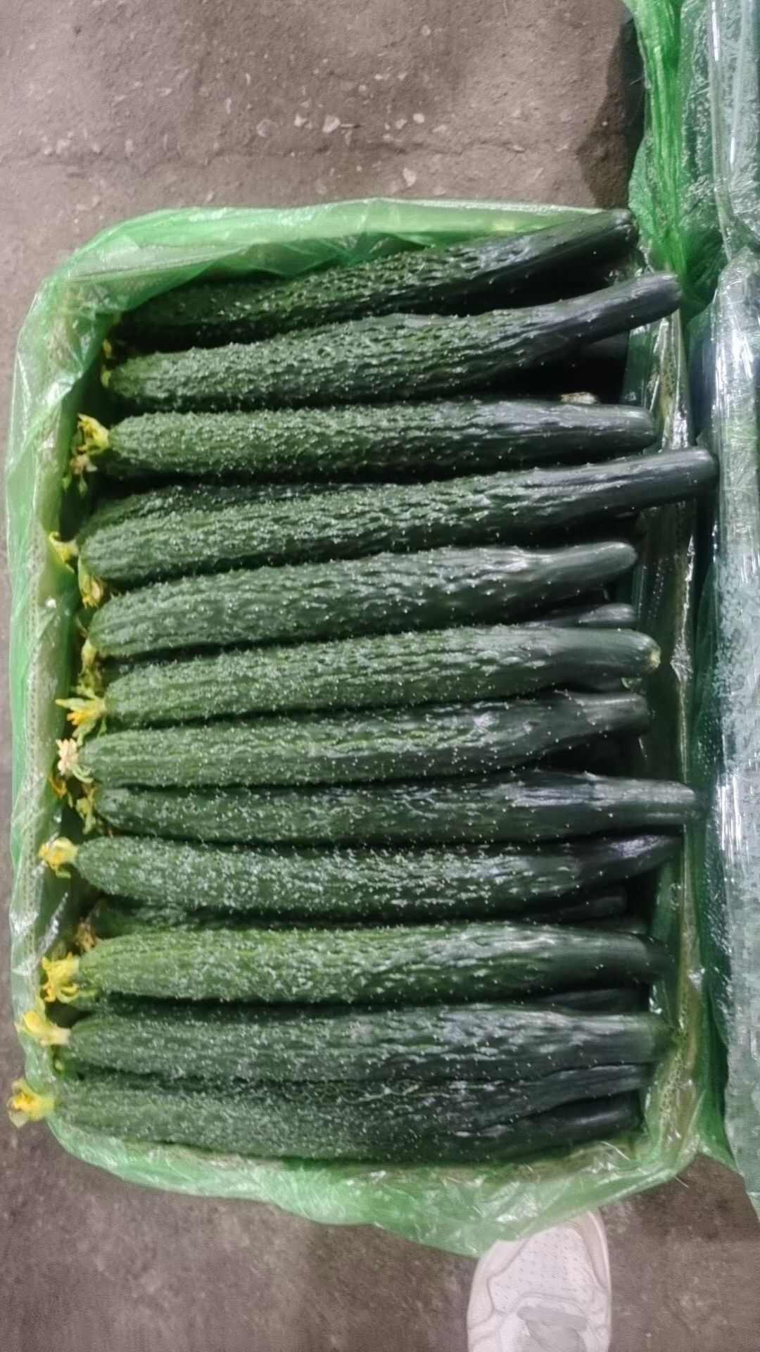 旱黄瓜