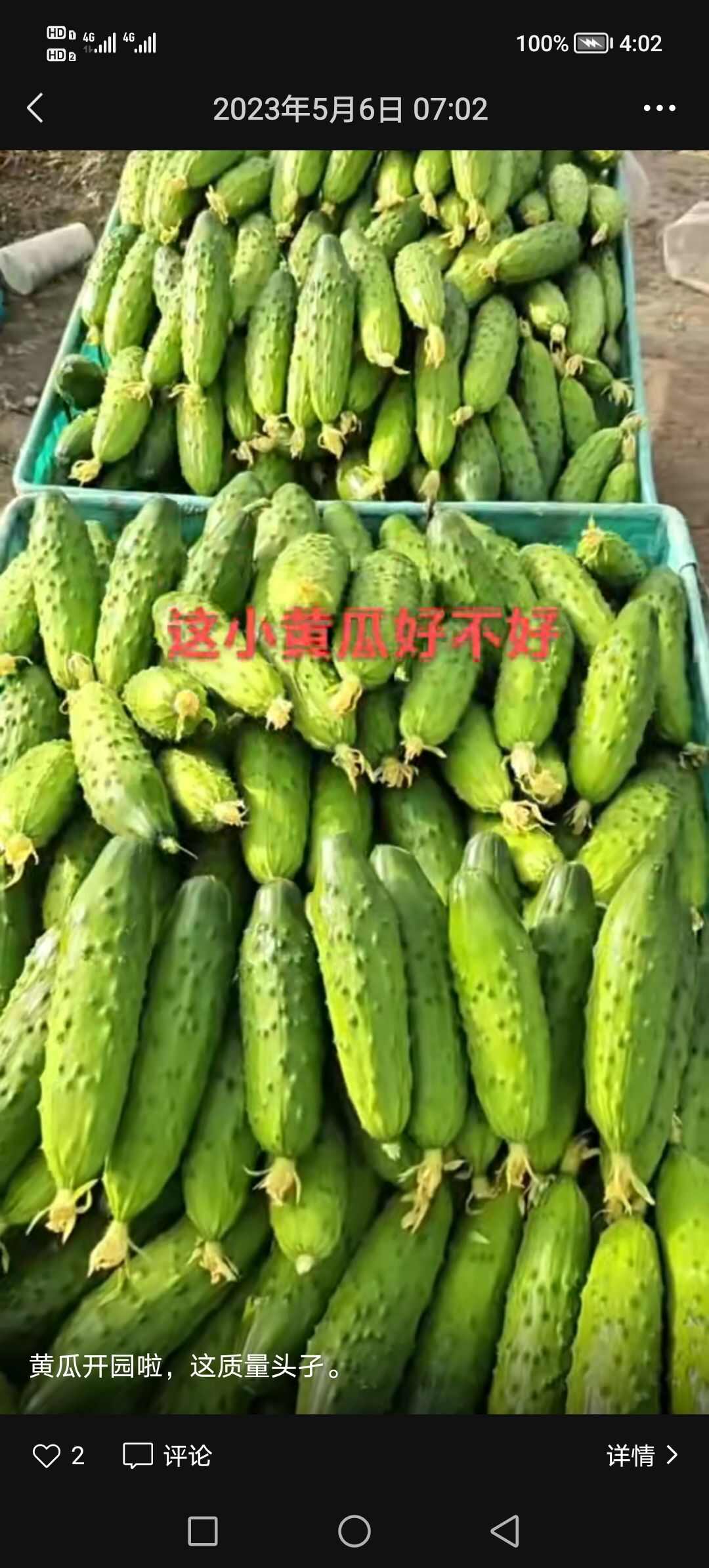 旱黄瓜