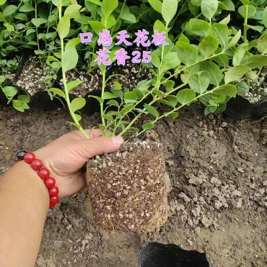 莒南县蓝莓苗花香25优质种苗批发 临沂莒南县直供