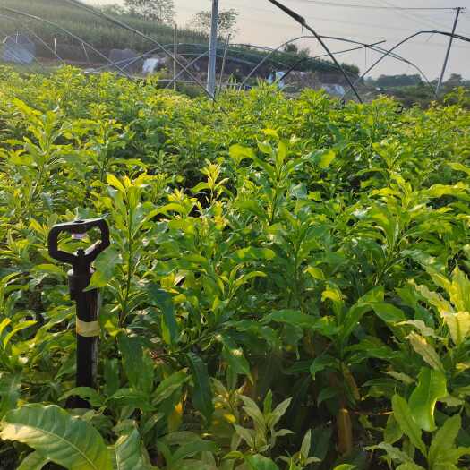 南宁黄晶果苗 广西南宁青秀区发货  基地一手货 两年嫁接苗