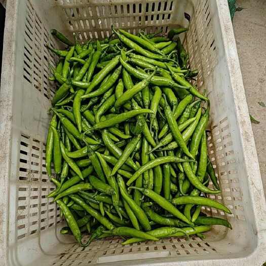巨野县青杭椒