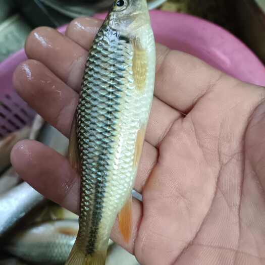 荔浦市溪石斑鱼 溪流非养殖