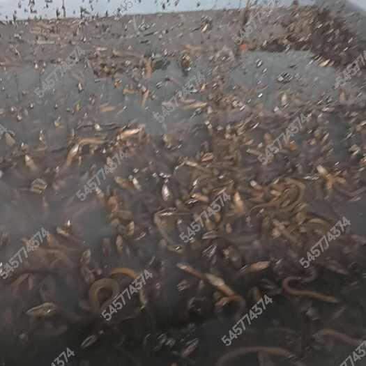 南部县养殖场养殖黄鳝有大量现货3000+斤