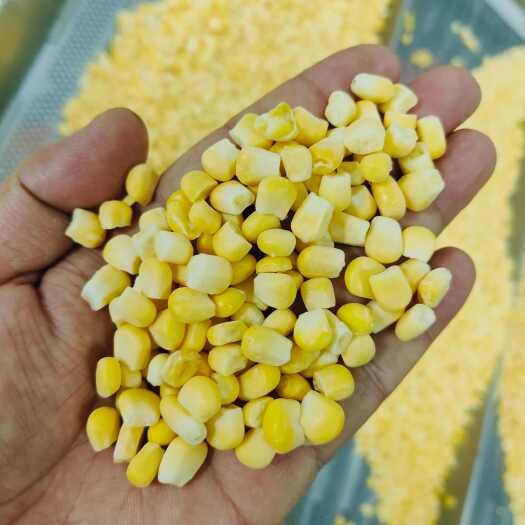 张家口最新生产水果玉米粒