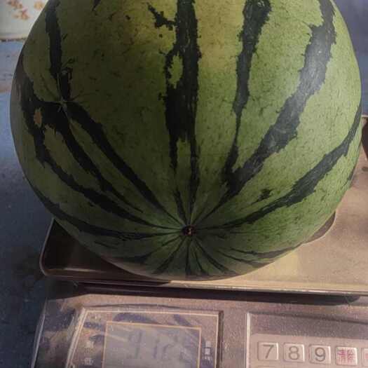朝阳县地雷西瓜