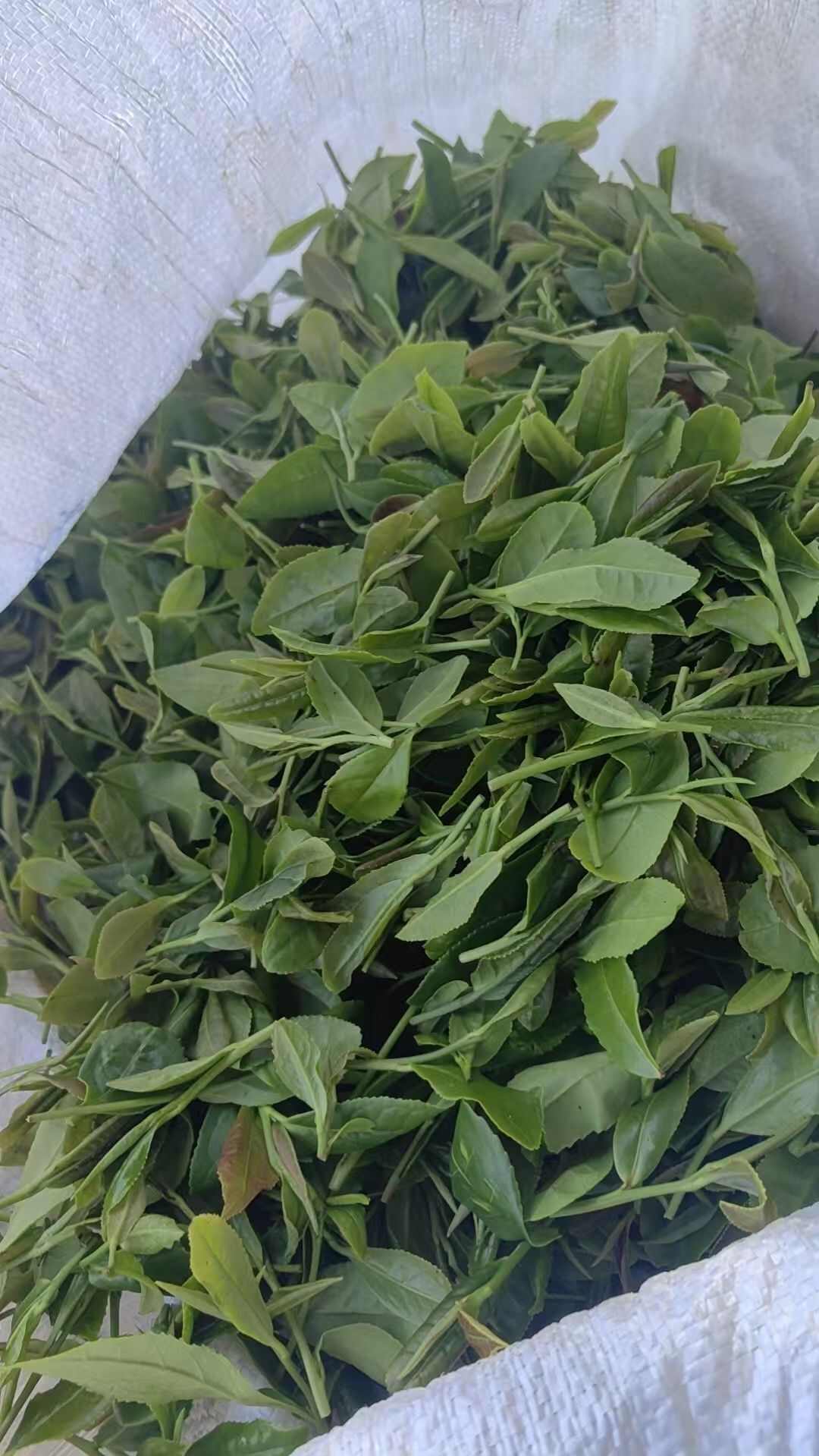 高温降暑  信阳绿茶口粮茶