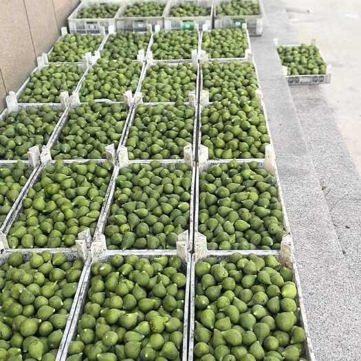 威海威海青皮无花果【电商一件代发拼多多抖音快手社区团购】