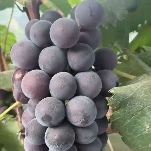 平邑县藤稔葡萄