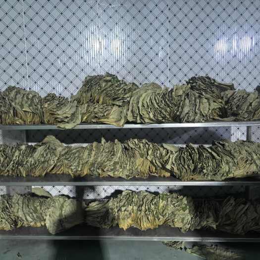 安新县干荷叶整张烘干荷叶