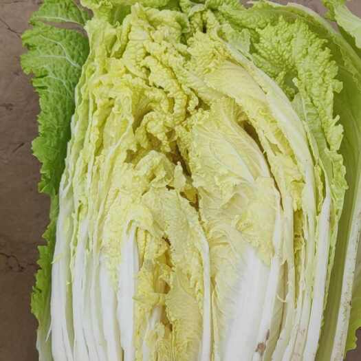 金翡翠白菜