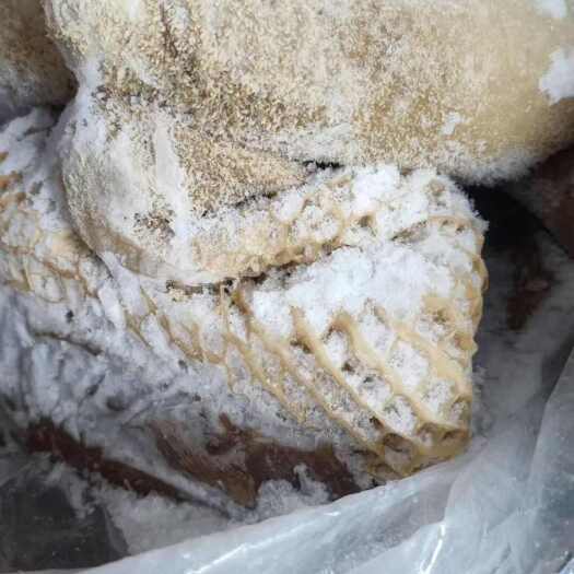 郑州国产牛肚 接定制 7成熟牛肚 纯干清水煮