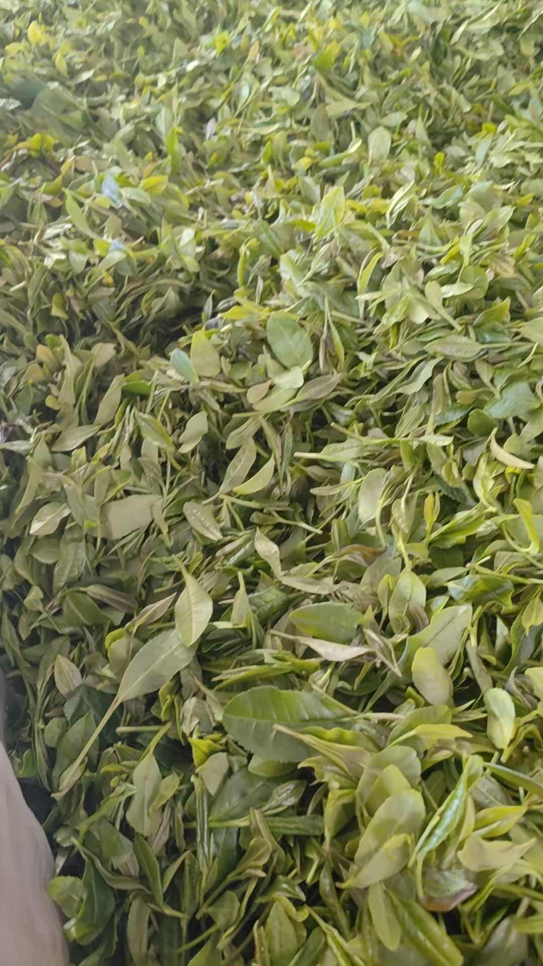 高温降暑  信阳绿茶口粮茶
