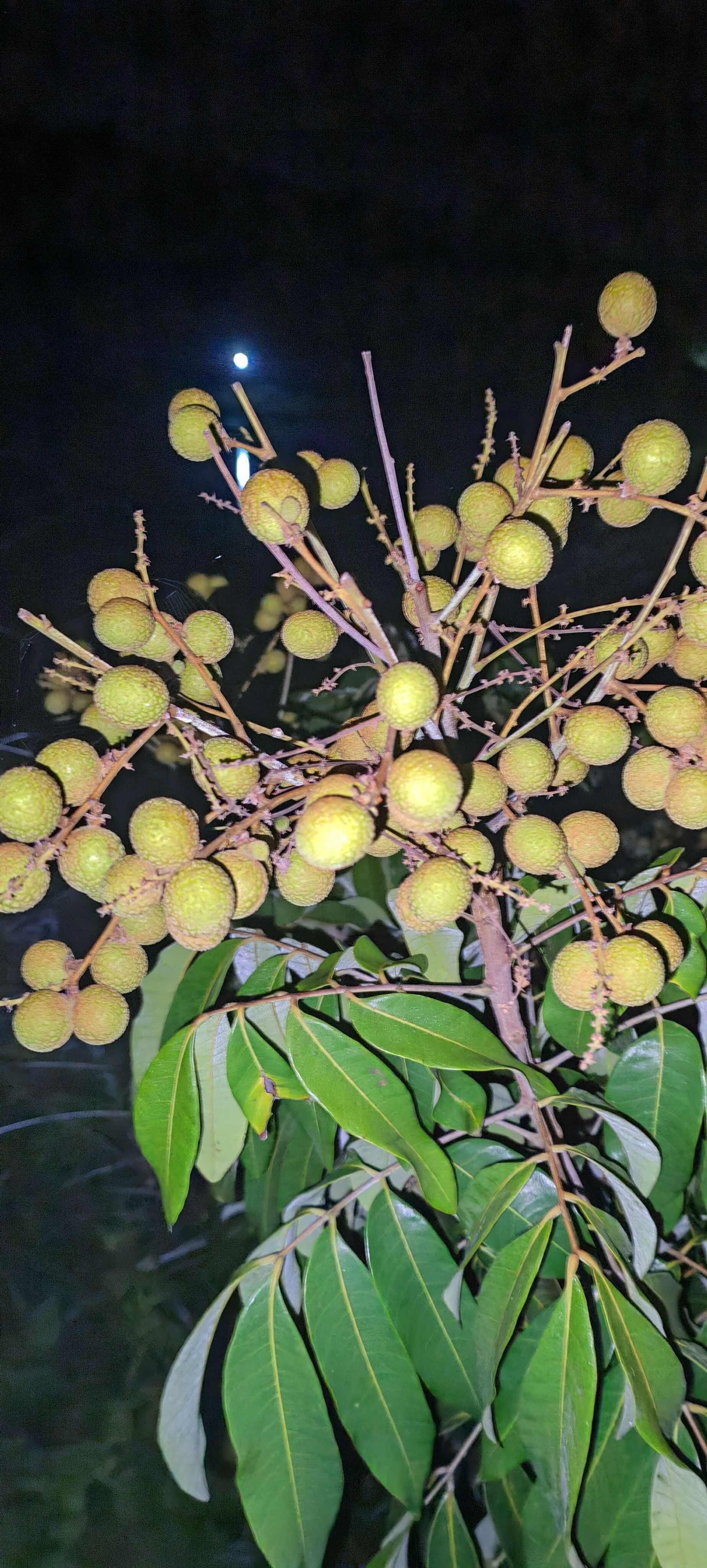 桂丰早龙眼