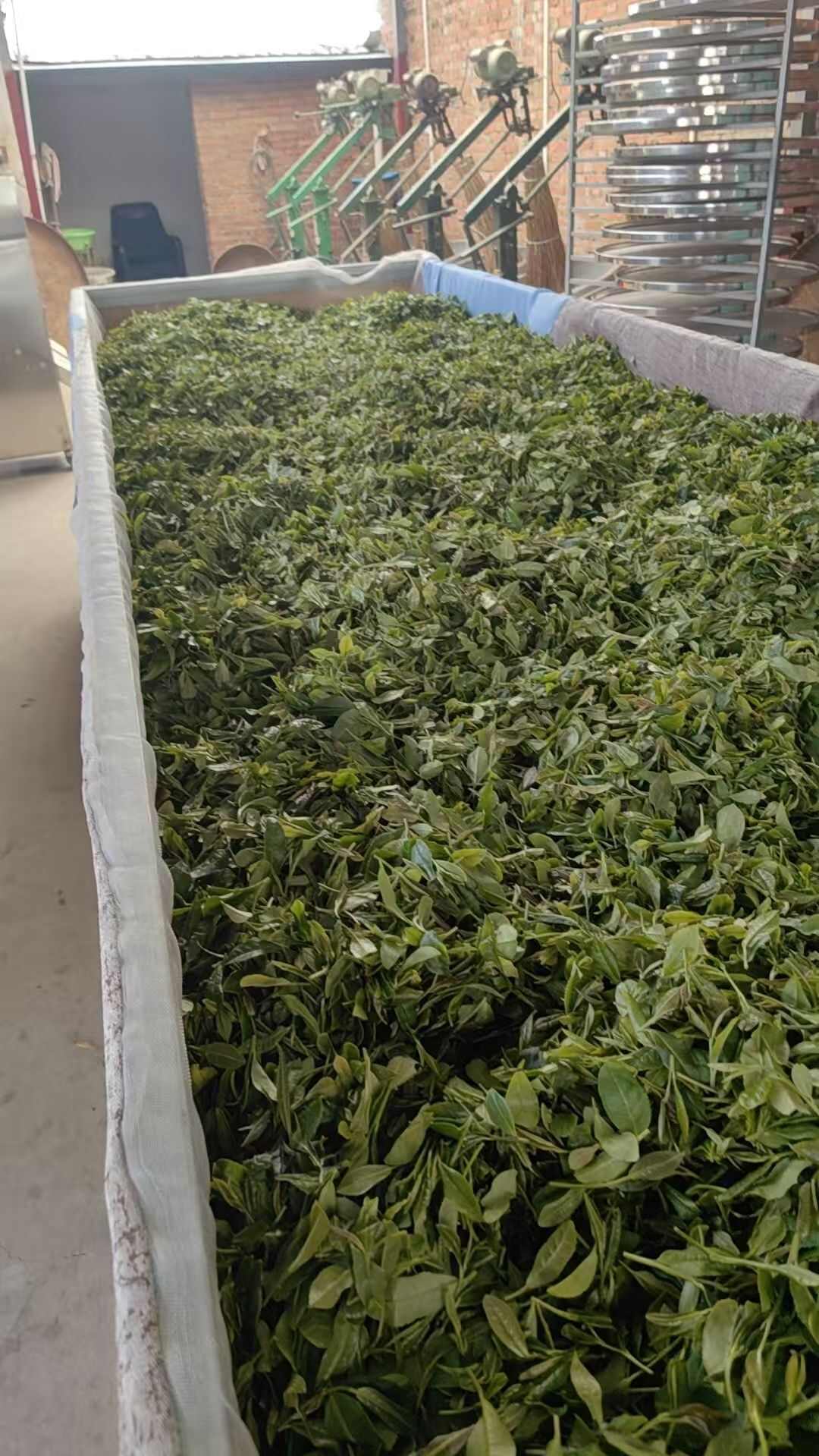 高温降暑  信阳绿茶口粮茶