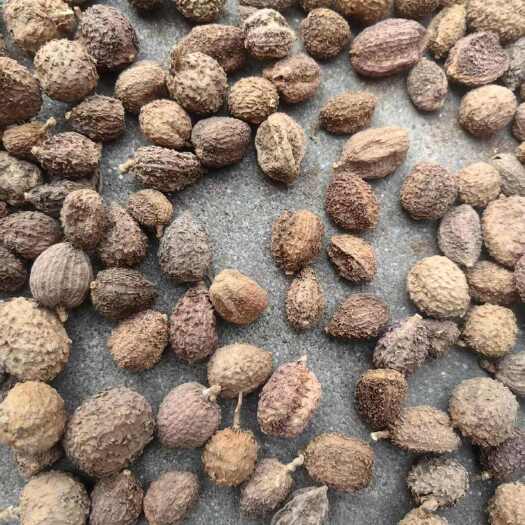 昆明砂仁