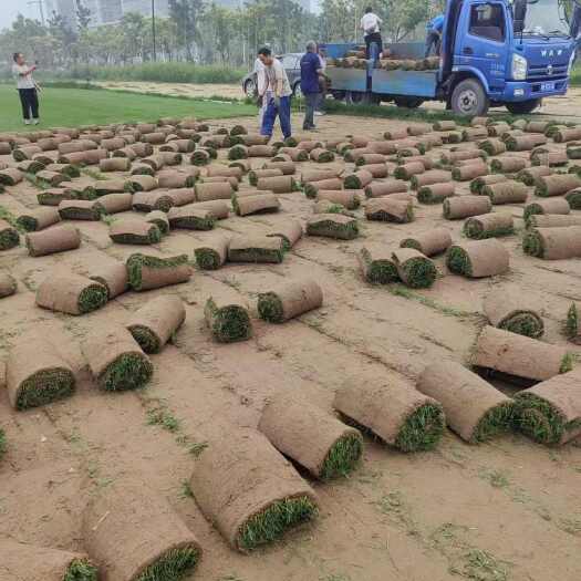 迁安市高端绿化草坪，沙培草坪