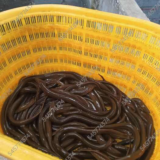 南部县黄鳝，