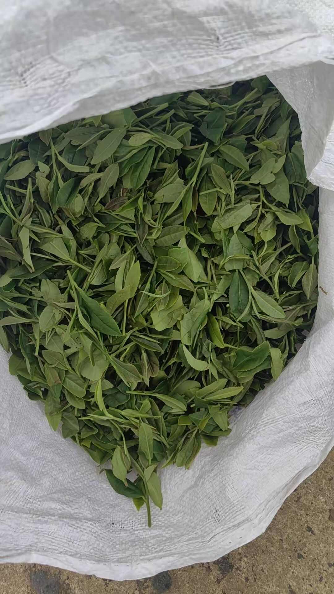 高温降暑  信阳绿茶口粮茶