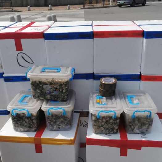 福清市福清江阴海蛎肉批发