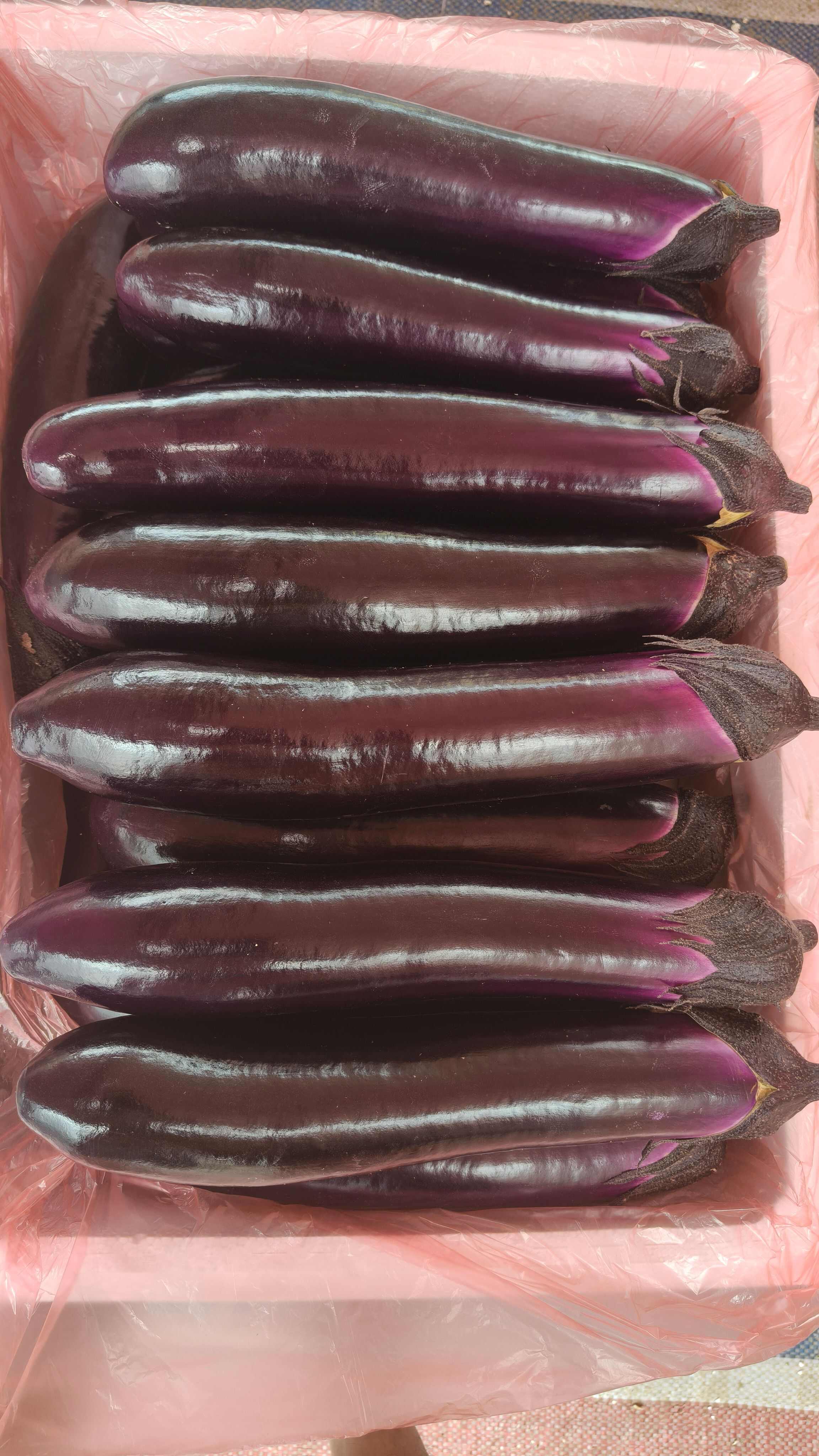 茄子，燒烤茄，紫長(zhǎng)茄，長(zhǎng)茄、現(xiàn)摘現(xiàn)發(fā)、產(chǎn)地直供，歡迎采購(gòu)!